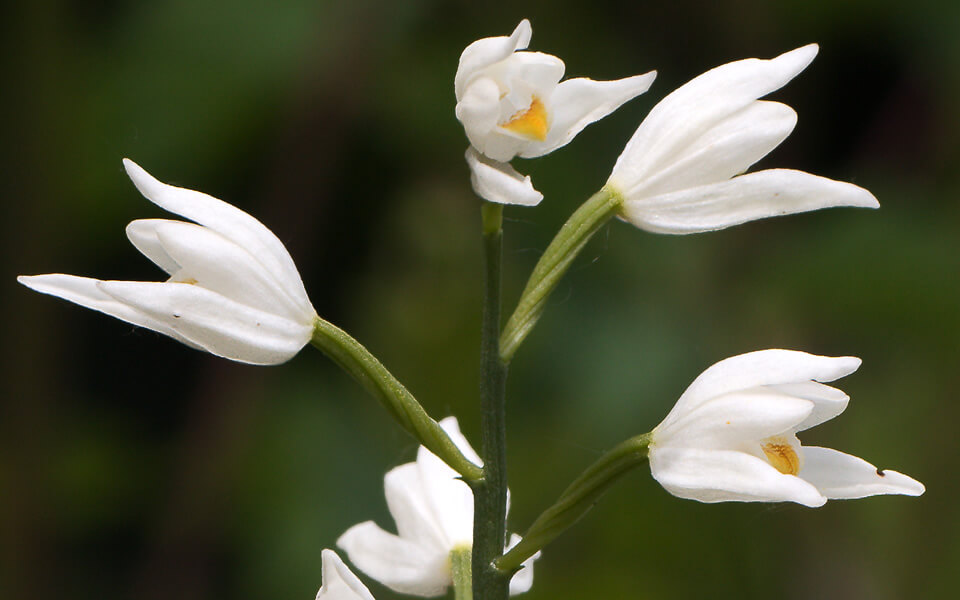Cephalanthera longifolia